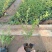梅花，迎春