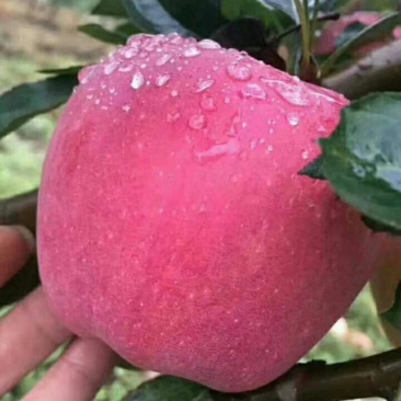 云南昭通苹果冰糖心新世纪