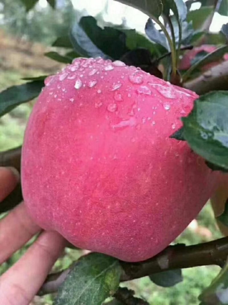 云南昭通苹果冰糖心新世纪