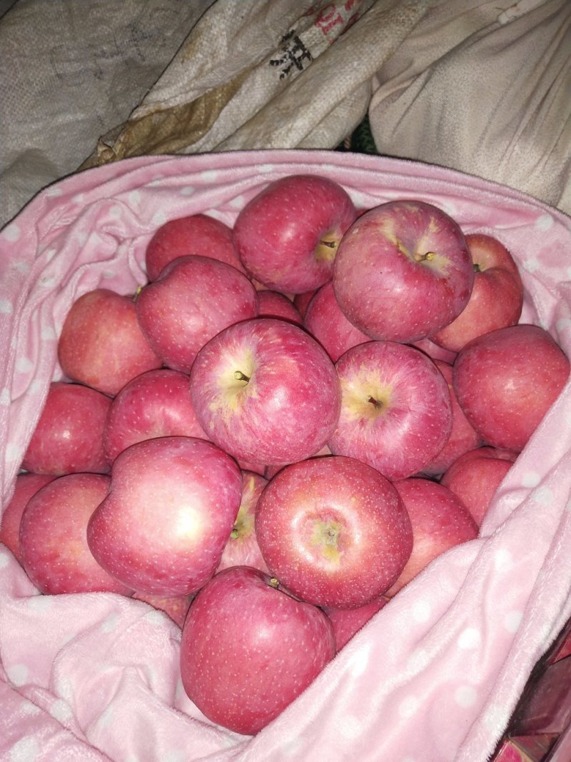 云南昭通苹果冰糖心新世纪