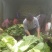 华洲大白菜己上市中需要联系