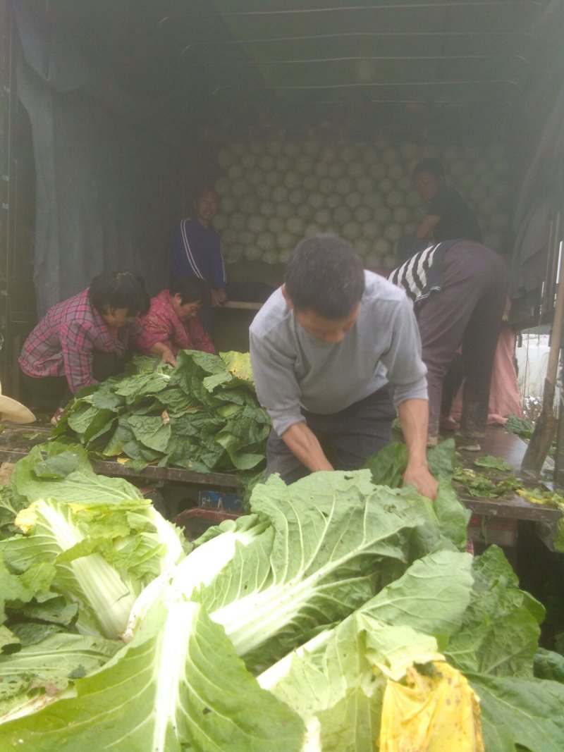 华洲大白菜己上市中需要联系