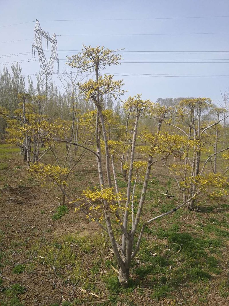 辽宁开原金叶榆造型树繁育基地规格齐全质量保证全国发货