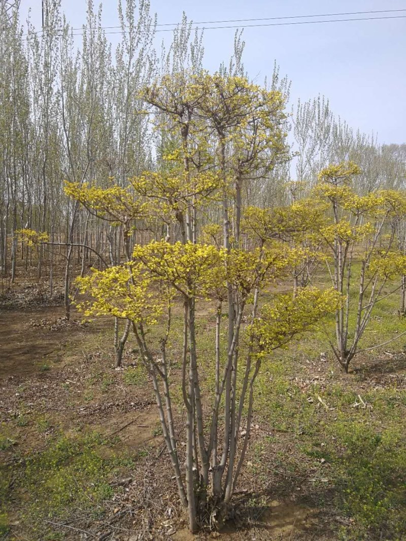 辽宁开原金叶榆造型树繁育基地规格齐全质量保证全国发货