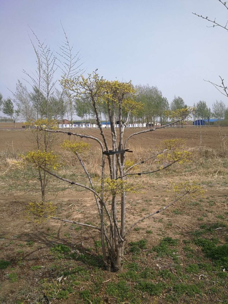 辽宁开原金叶榆造型树繁育基地规格齐全质量保证全国发货