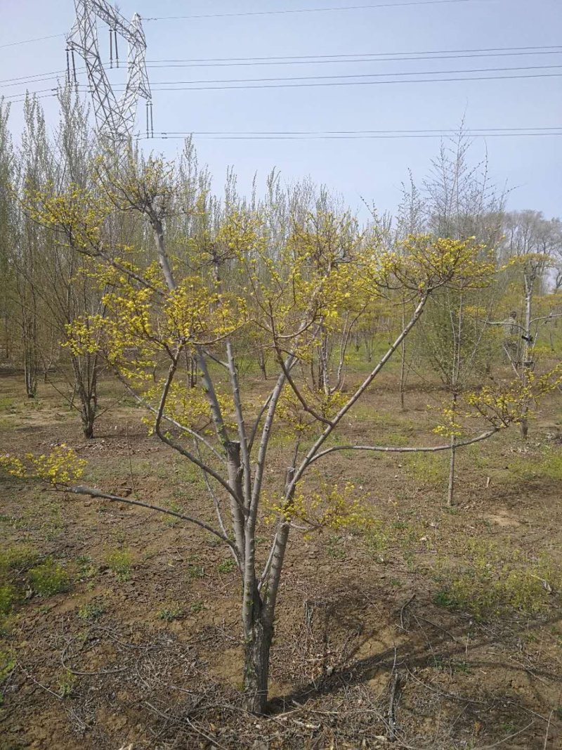 辽宁开原金叶榆造型树繁育基地规格齐全质量保证全国发货