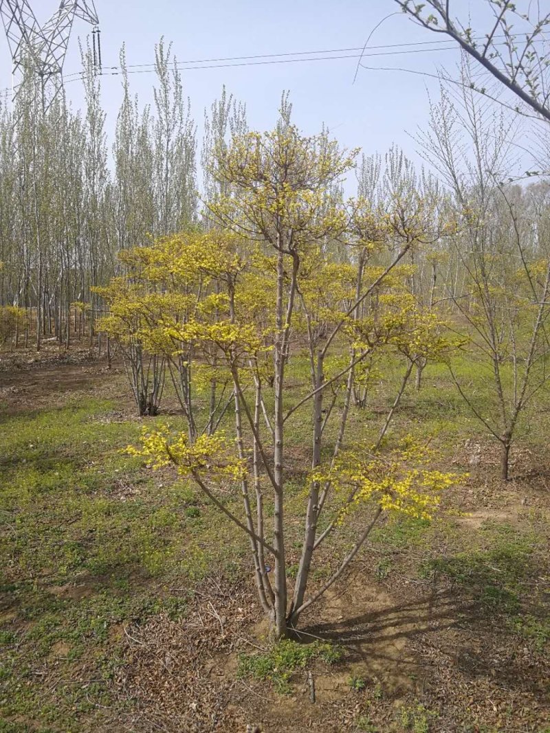 辽宁开原金叶榆造型树繁育基地规格齐全质量保证全国发货
