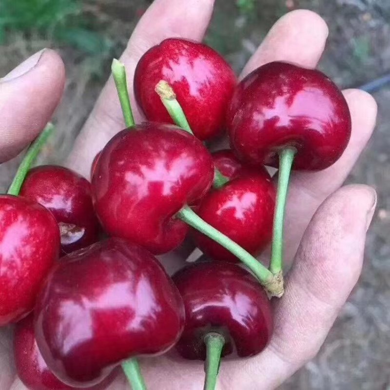 大樱桃