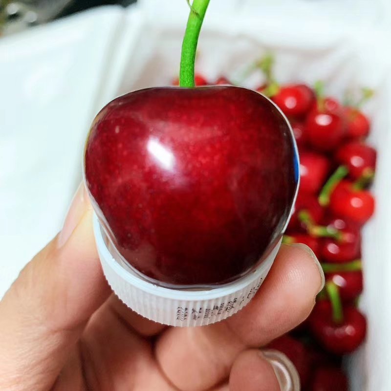 大樱桃