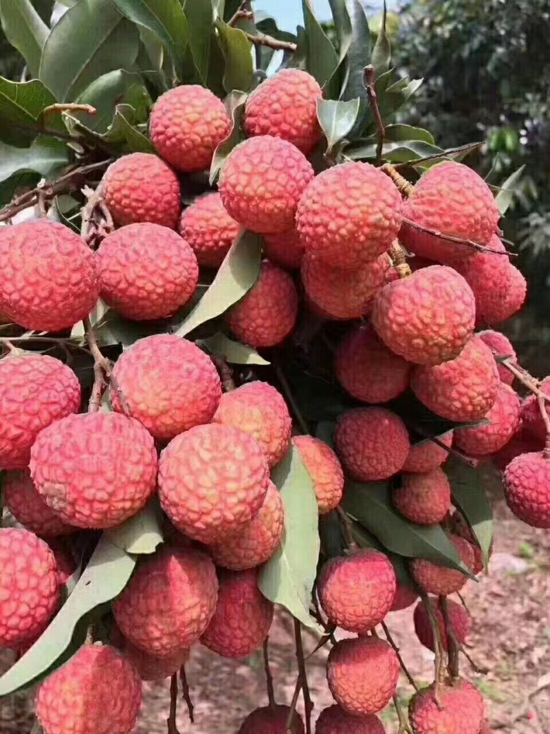 白糖罂荔枝