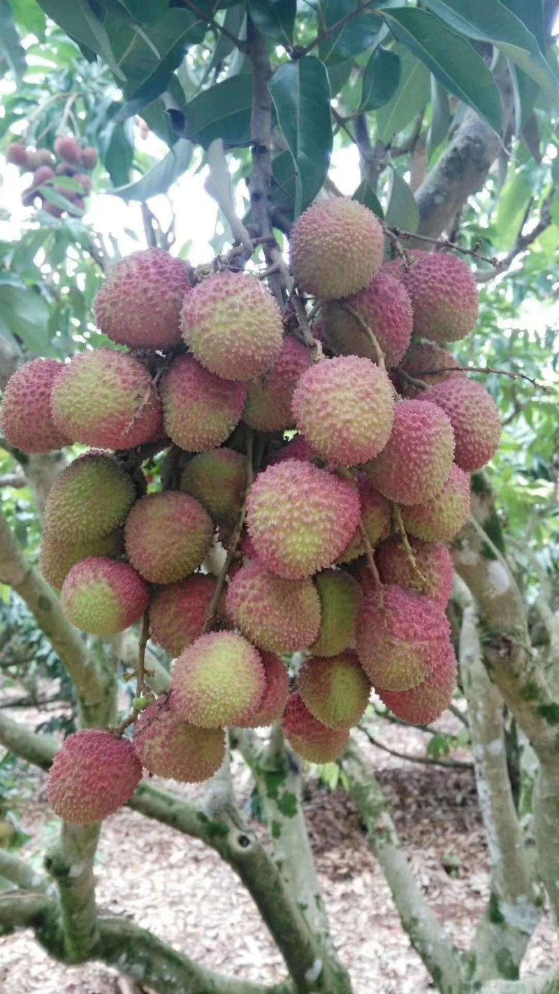 荔枝