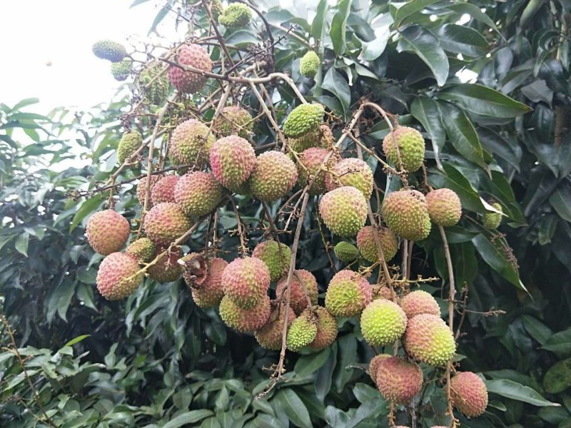荔枝