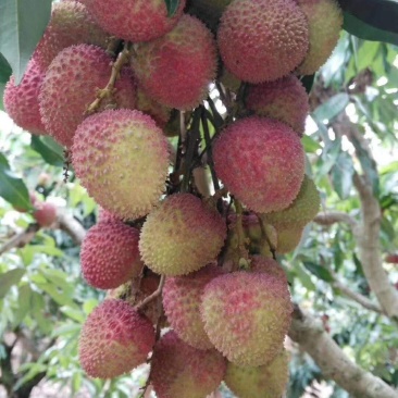 荔枝