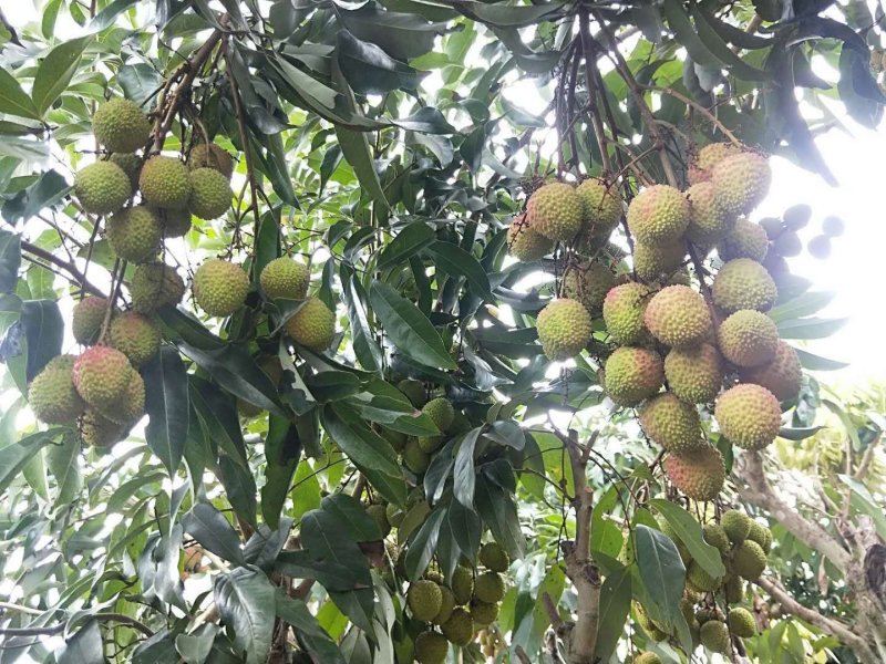 荔枝