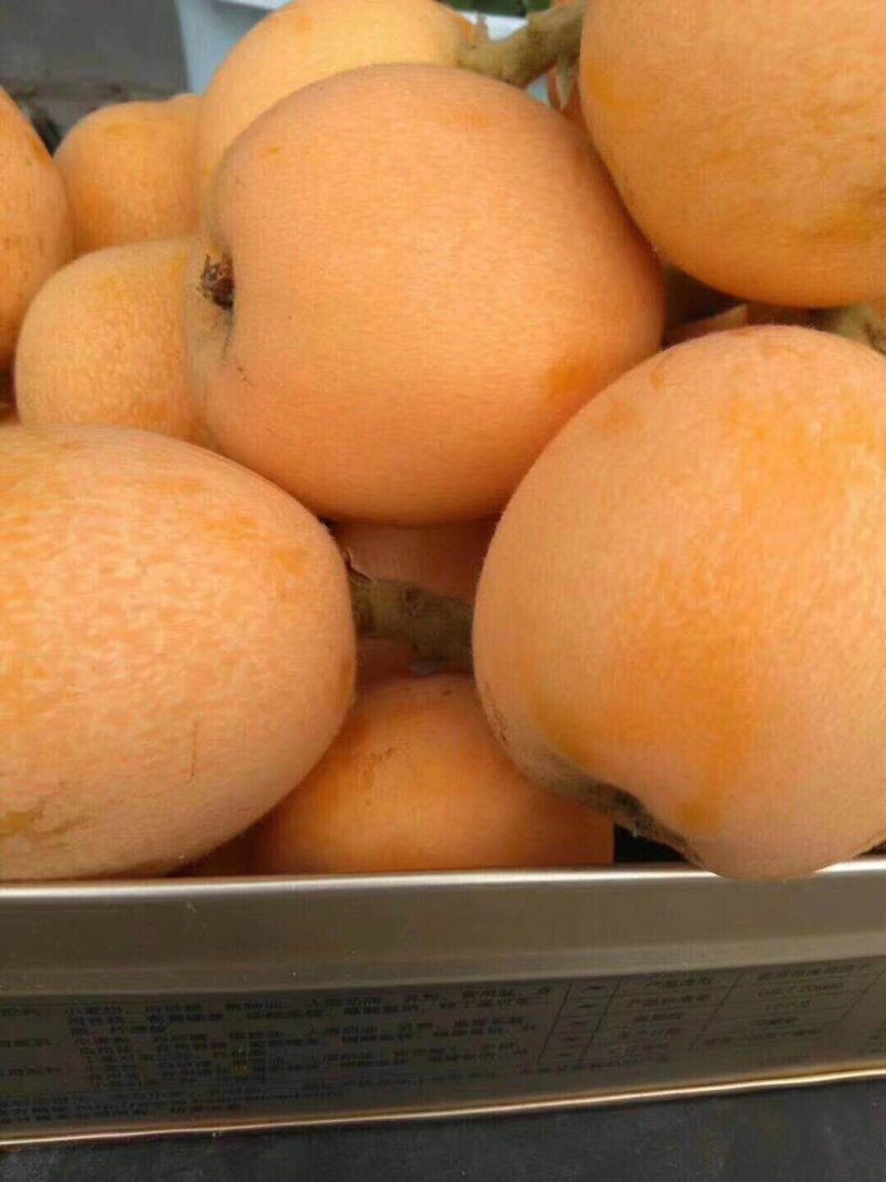 枇杷