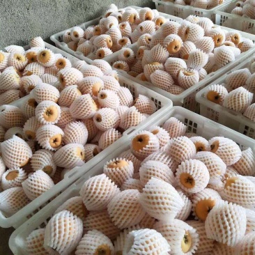 枇杷