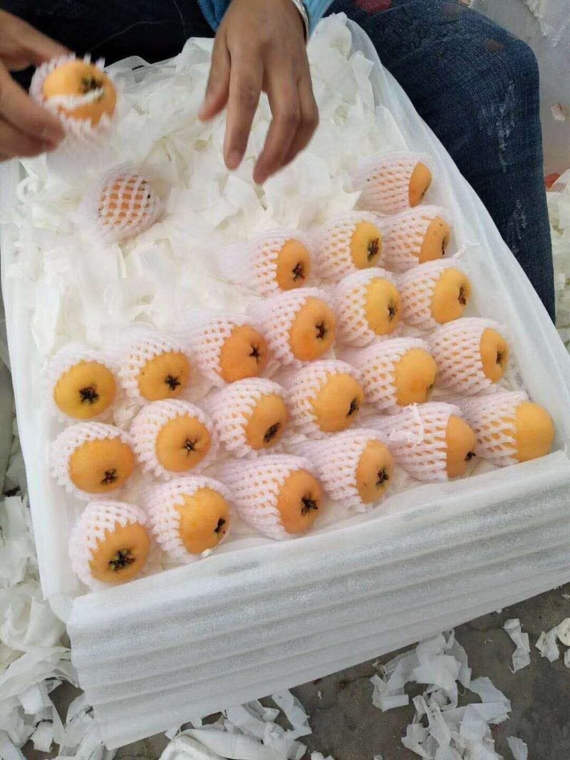 枇杷