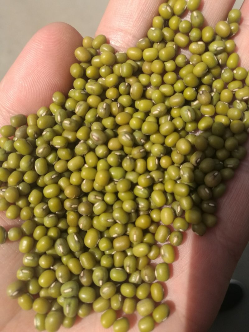 一等赤峰绿豆芽豆常年大量供应