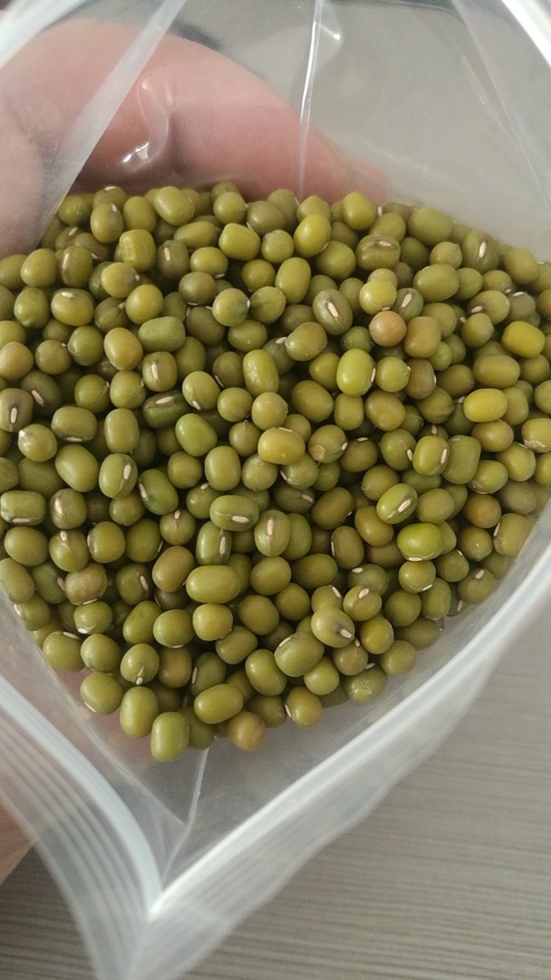 一等赤峰绿豆芽豆常年大量供应