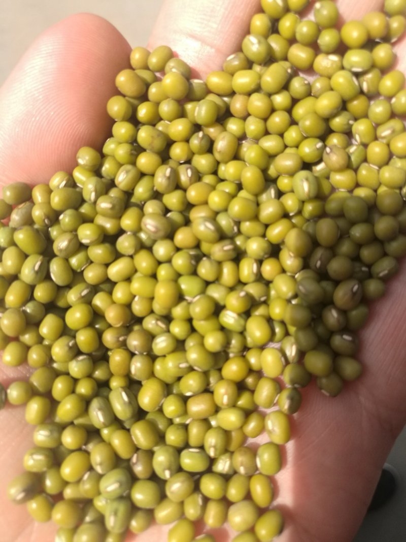 一等赤峰绿豆芽豆常年大量供应