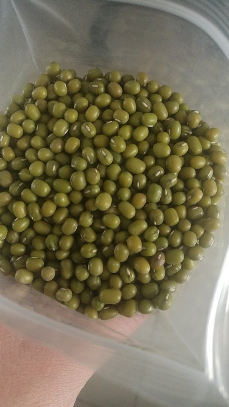 一等赤峰绿豆芽豆常年大量供应