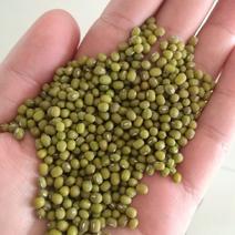 一等赤峰绿豆芽豆常年大量供应