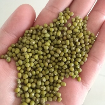 一等赤峰绿豆芽豆常年大量供应