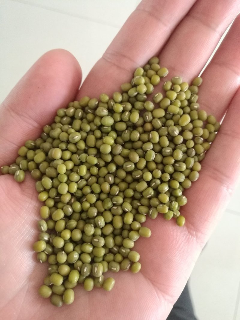 一等赤峰绿豆芽豆常年大量供应
