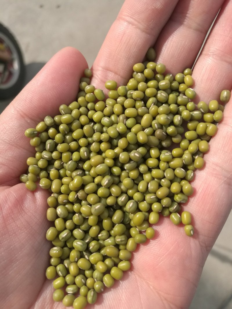 一等赤峰绿豆芽豆常年大量供应