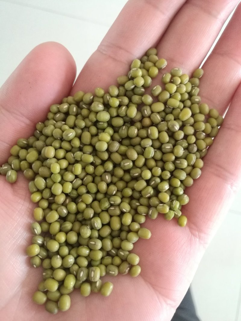 一等赤峰绿豆芽豆常年大量供应