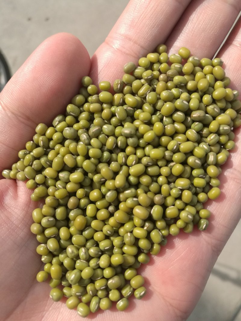一等赤峰绿豆芽豆常年大量供应