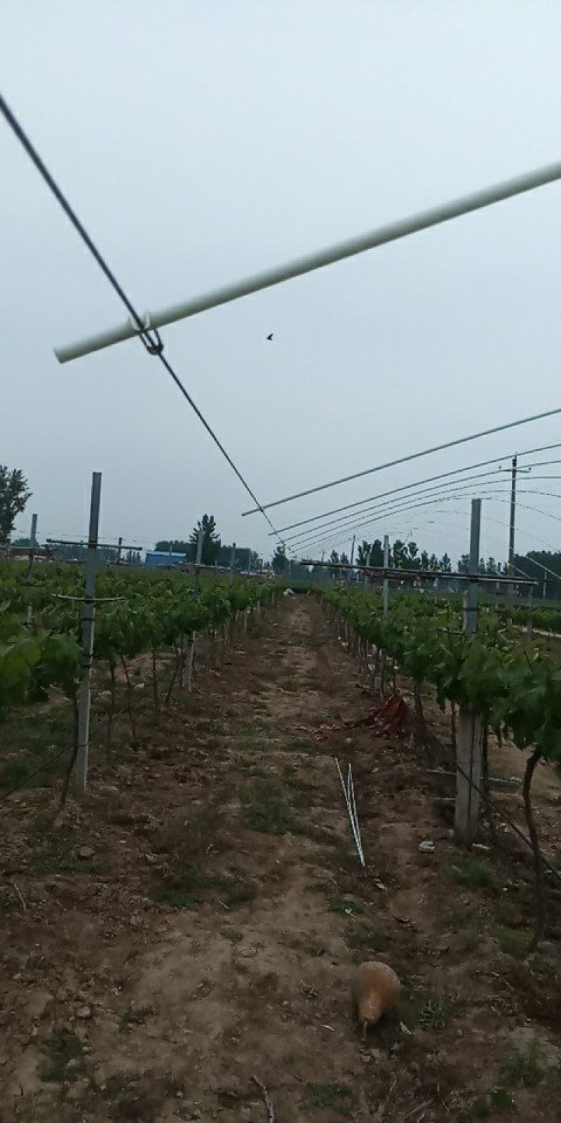 地膜弓杆弹力钢大棚杆瓜架支撑杆小棚弓杆玻璃纤维杆钢条支架