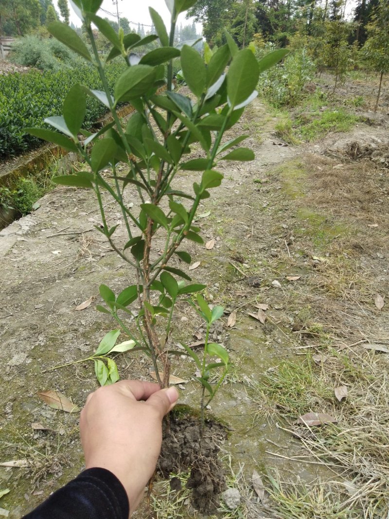 万年青。自产自销，欢迎订购