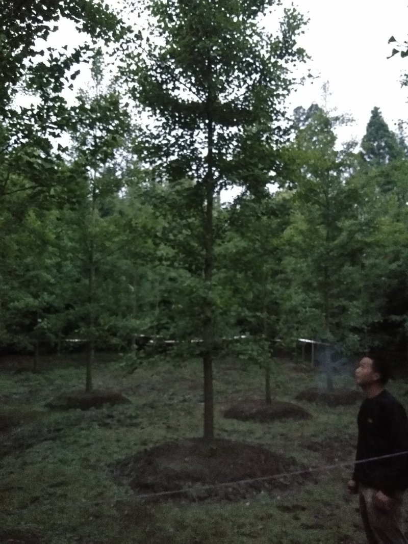 银杏树。自产自销，欢迎订购