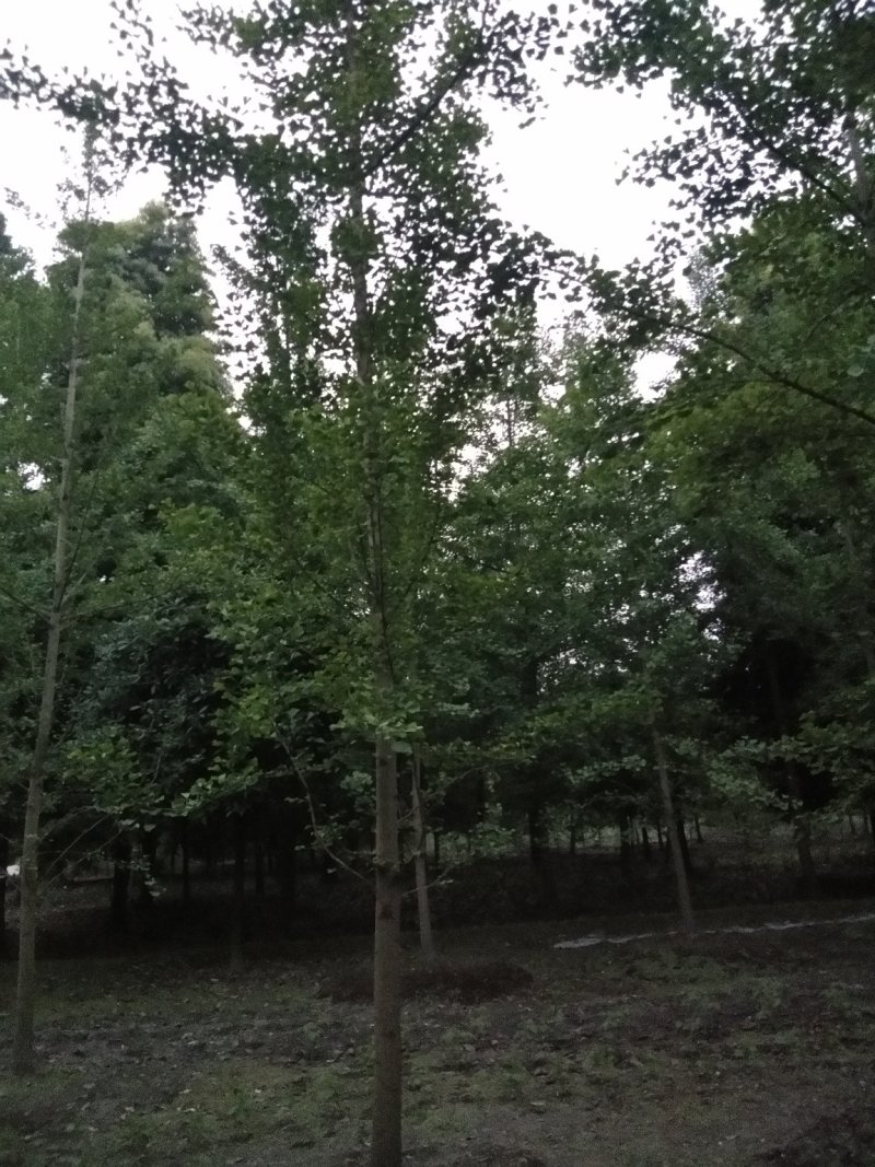银杏树。自产自销，欢迎订购