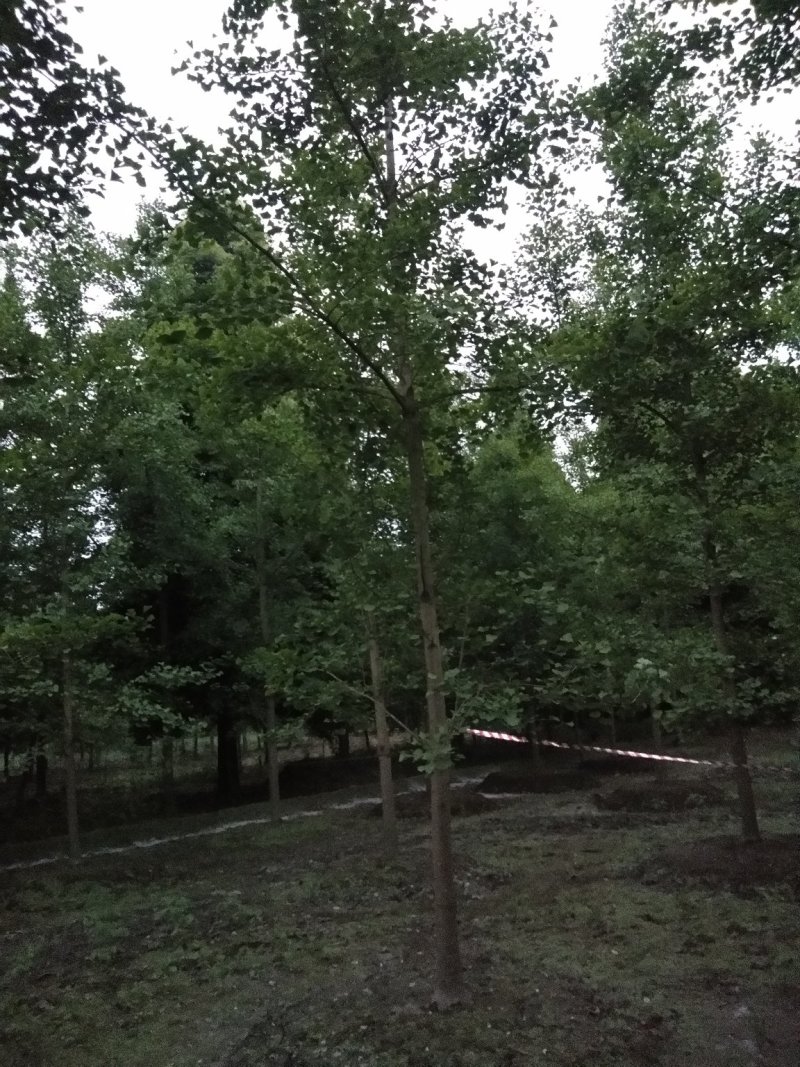 银杏树。自产自销，欢迎订购
