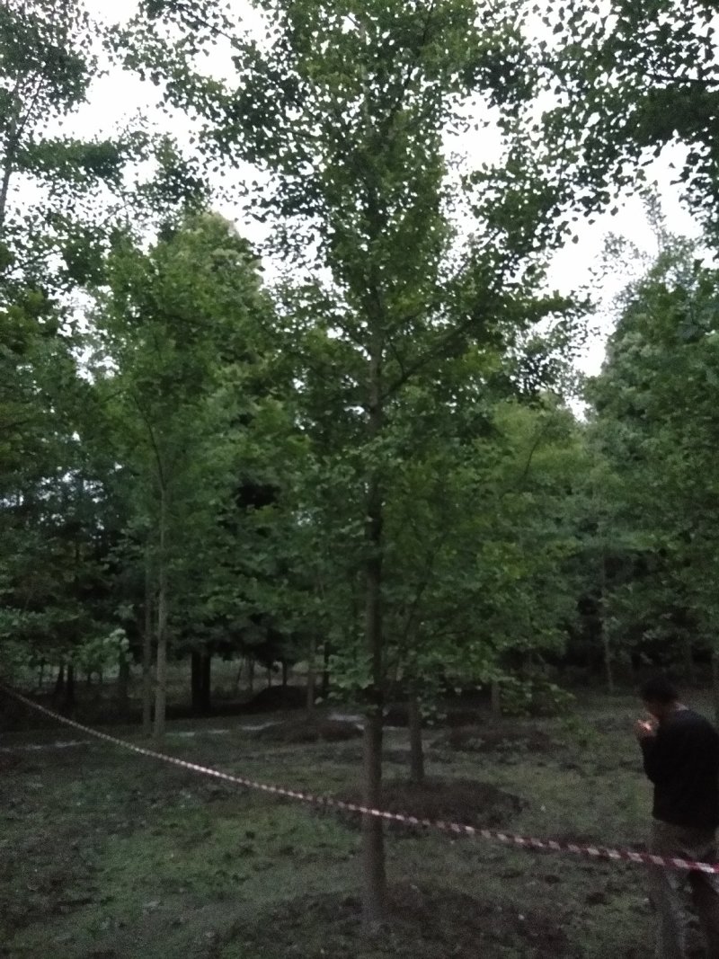 银杏树。自产自销，欢迎订购