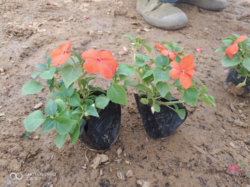 山东青州非洲凤仙花基地直发可视频看货量大价优
