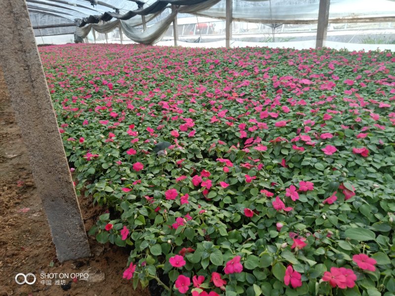 山东青州非洲凤仙花基地直发可视频看货量大价优