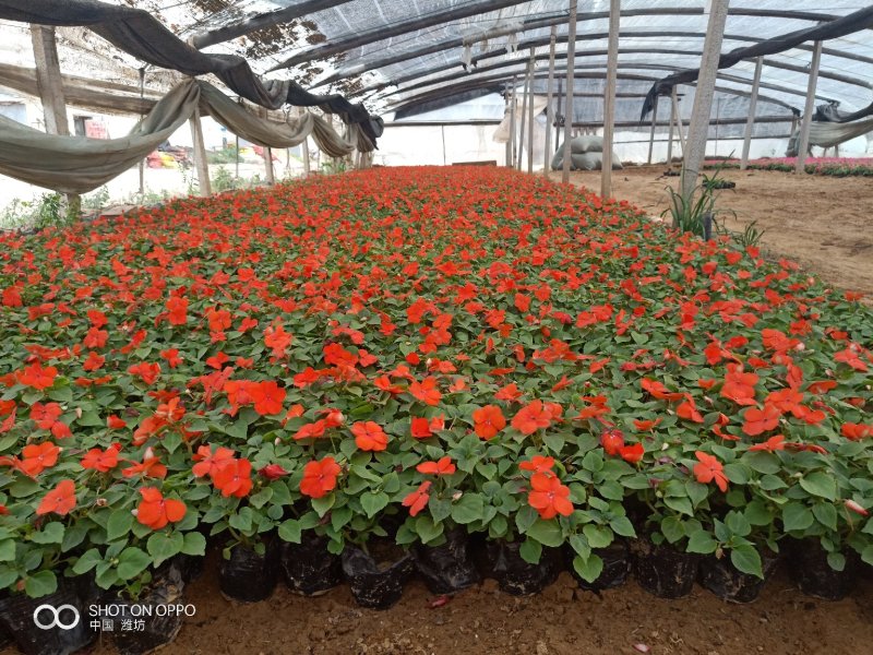 山东青州非洲凤仙花基地直发可视频看货量大价优