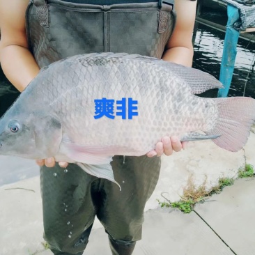 山泉水吊水瘦身脆肉罗非鱼