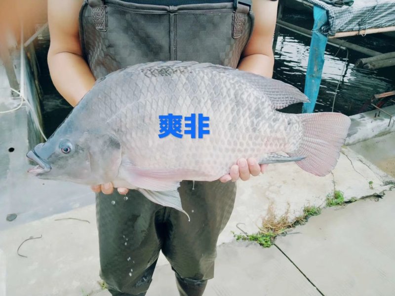 山泉水吊水瘦身脆肉罗非鱼