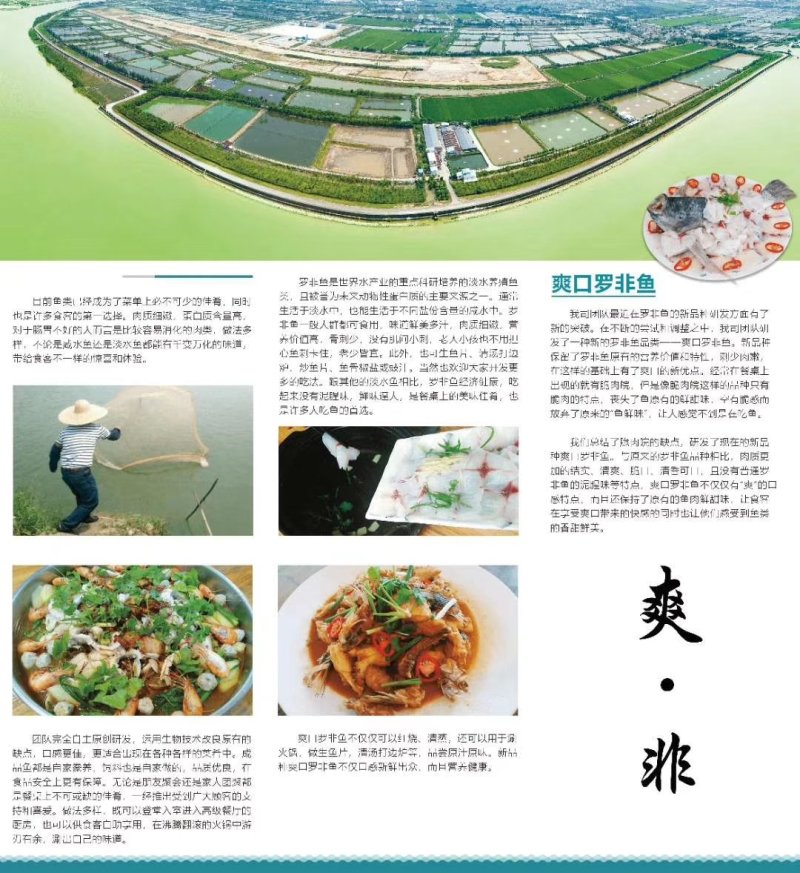 山泉水吊水瘦身脆肉罗非鱼