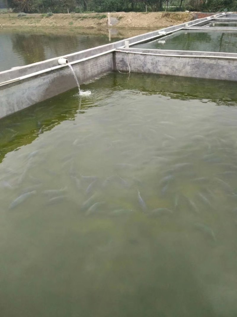 山泉水吊水瘦身脆肉罗非鱼