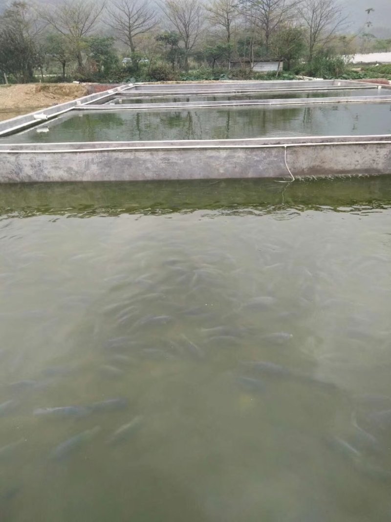 山泉水吊水瘦身脆肉罗非鱼