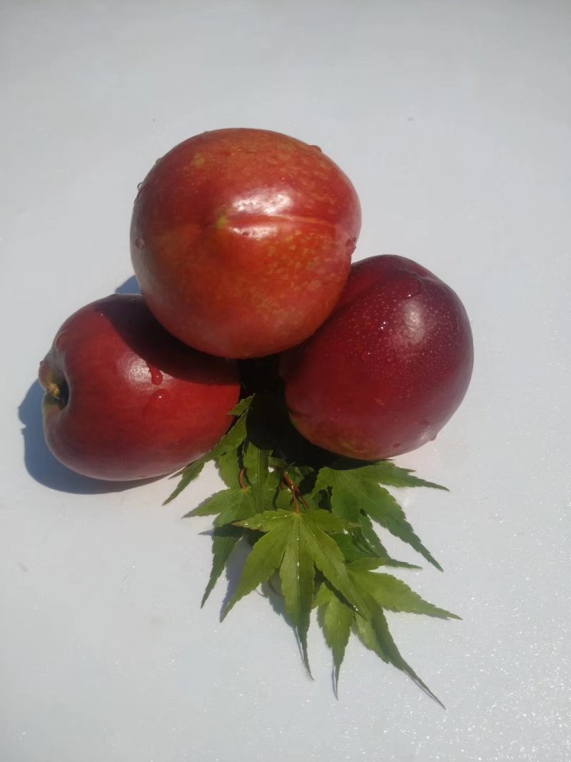 砀山油桃，中油系列，陆地露天48油桃，产地代收代发！