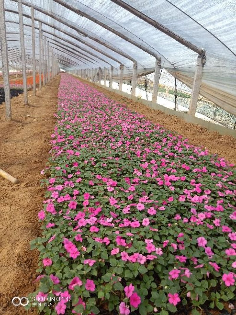 山东青州非洲凤仙花基地直发可视频看货量大价优