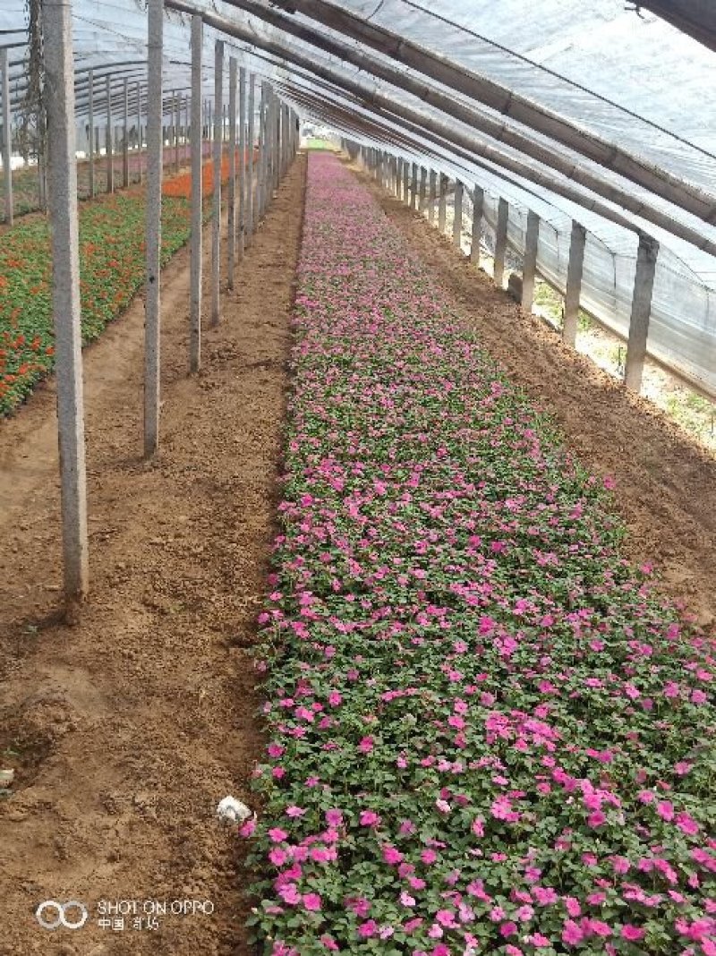 山东青州非洲凤仙花基地直发可视频看货量大价优
