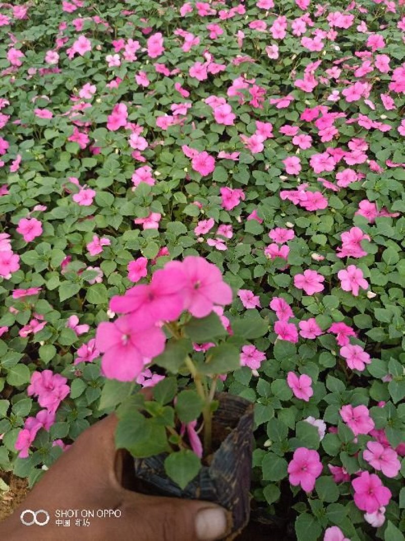 山东青州非洲凤仙花基地直发可视频看货量大价优