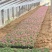 山东青州非洲凤仙花基地直发可视频看货量大价优